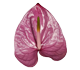 گل آنتوریوم کالئو